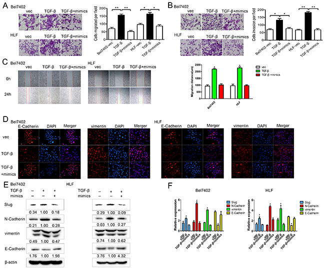 In TGF-&#x03B2; treated HCC cells, miR-630 restores motility and EMT.