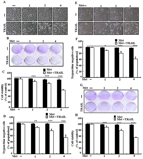 Metformin enhances TRAIL-induced apoptosis in lung adenocarcinoma cells.