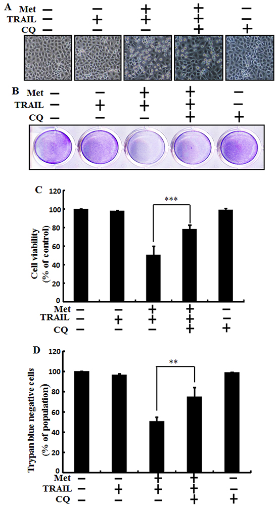 Metformin enhances TRAIL-induced tumor cell death is blocked by autophagy inhibitor.