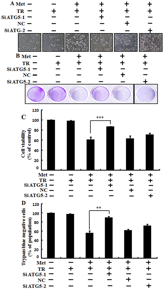 Metformin enhances TRAIL-induced tumor cell death is blocked by genetic autophagy inhibitor.