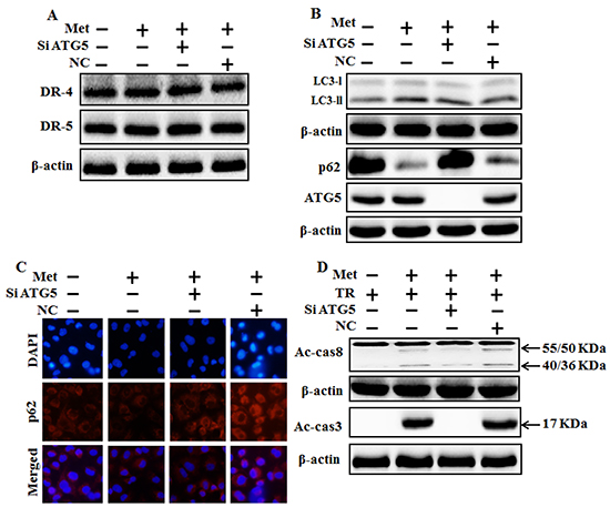 Genetic autophagy inhibitor blocks TRAIL-induced tumor cell death by metformin via regulating autophagy flux.