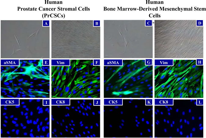 Morphological Similarities between PrCSCs and hBM-MSCs.