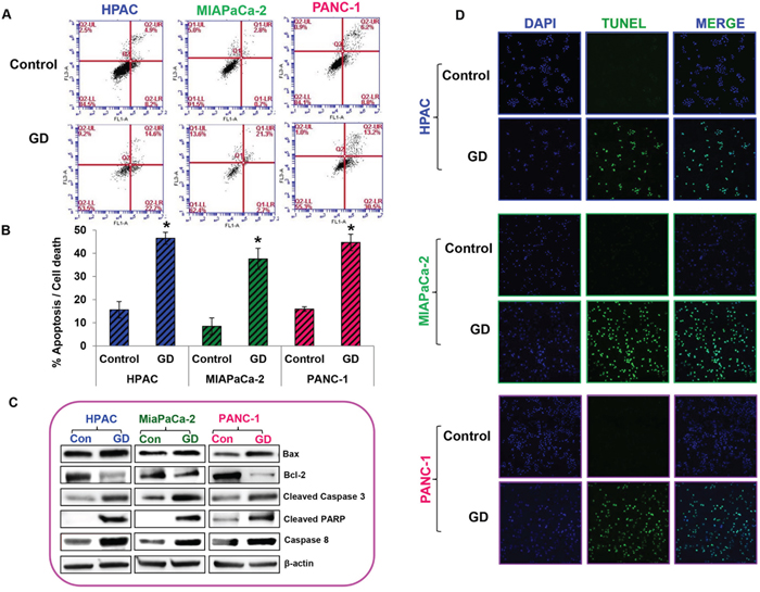 Gedunin induced apoptosis in pancreatic cancer cells.