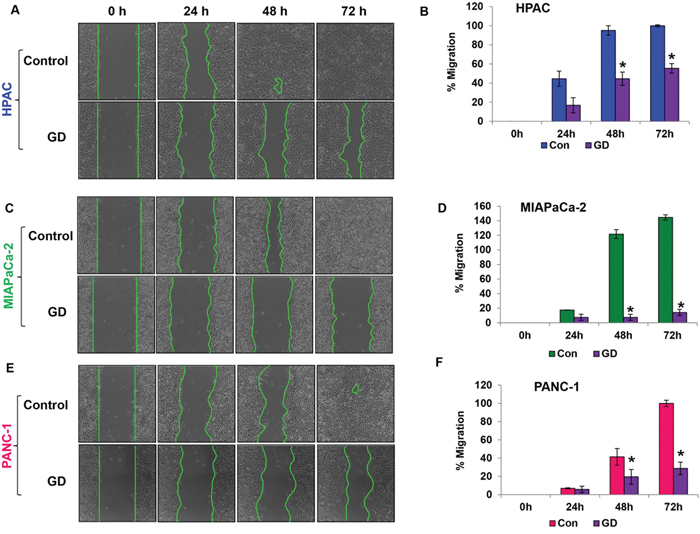 Gedunin reduces the migratory characteristics of pancreatic cancer cells.