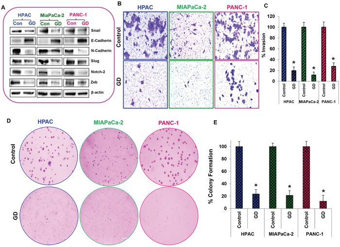 Metastasis is reduced in gedunin treated pancreatic cancer cells.