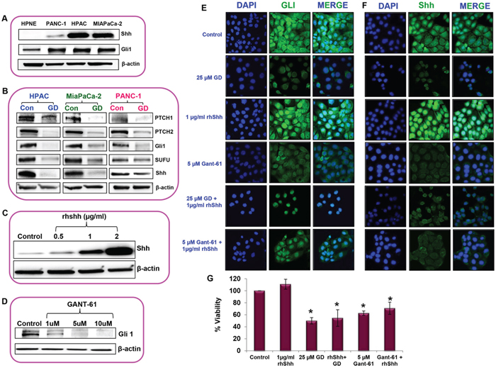 Sonic hedgehog/Gli&#x2013;signaling was reduced upon gedunin treatment in pancreatic cancer cells.