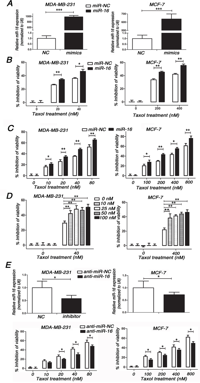 Involvement of miR-16 in Taxol chemosensitivity in breast cancer cells.