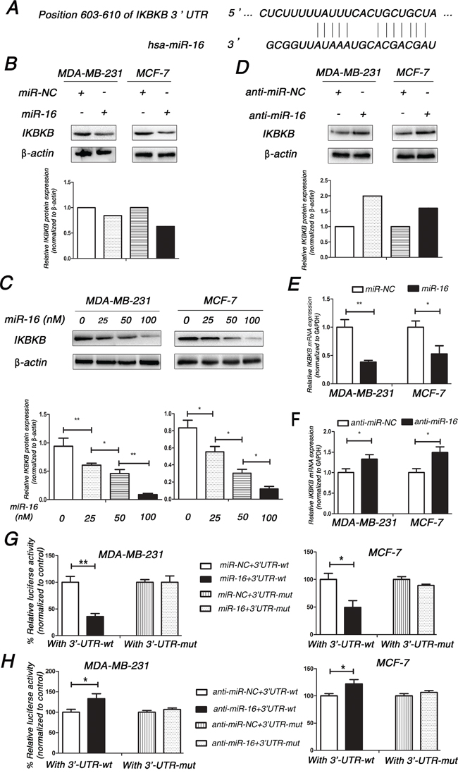 IKBKB is a direct target of miR-16 in breast cancer cells.