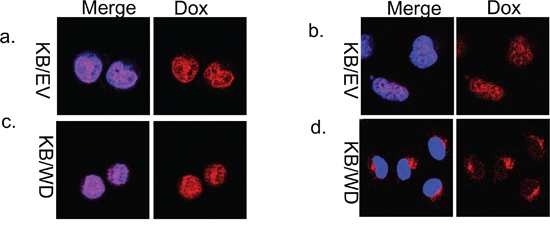 Doxorubicin localization in KB/EV and KB/WD cells.