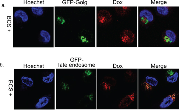 Subcellular localization of doxorubicin in KB/WD cells.