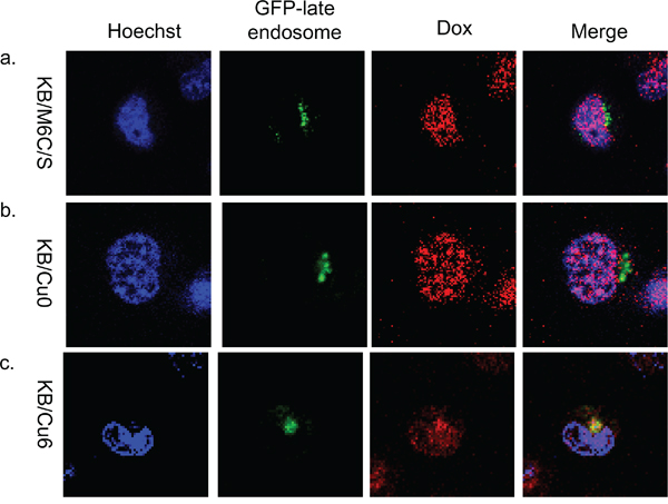 Subcellular localization of doxorubicin in mutant ATP7B expressing cells.