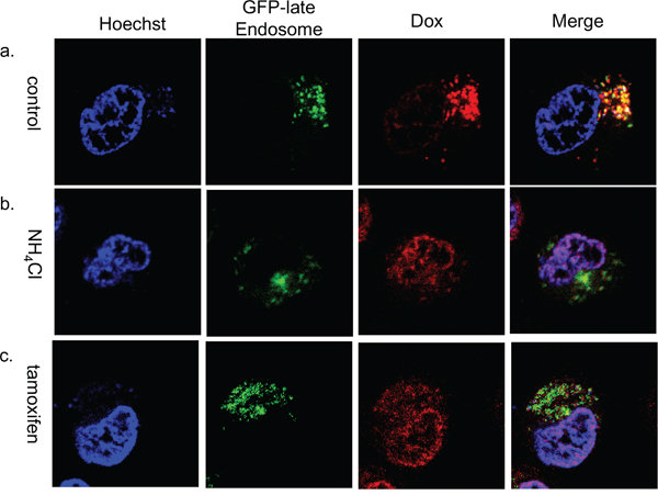 Subcellular localization of doxorubicin in NH4Cl or tamoxifen treated KB/WD cells.