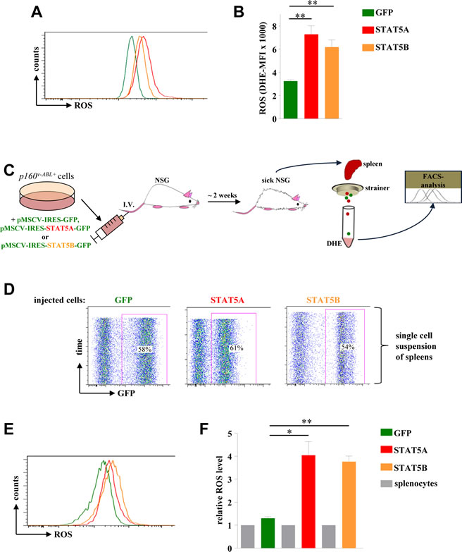 STAT5A and STAT5B expression mediates ROS production in a leukaemia mouse model.