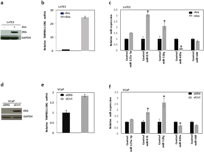 Validation of ERG-associated miRNAs in CaP cells.