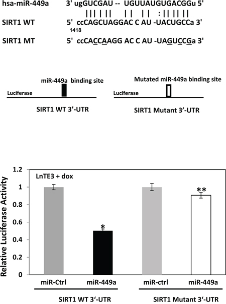 SIRT1 is a direct target of miR-449a in ERG-associated LnTE3 cells.