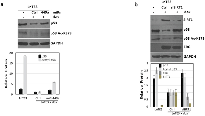 ERG regulates p53 signaling.