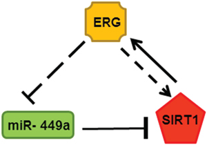 Feed-back regulatory loop associated with ERG, miR-449a (green: down-regulated) and SIRT1 (red: up-regulated) in depicted in the schematic.