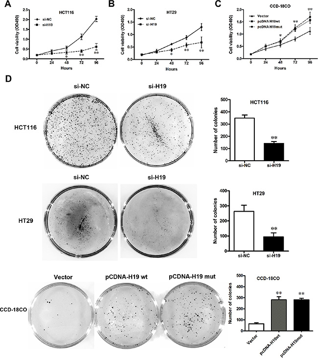 Effect of H19 on CRC cell proliferation.