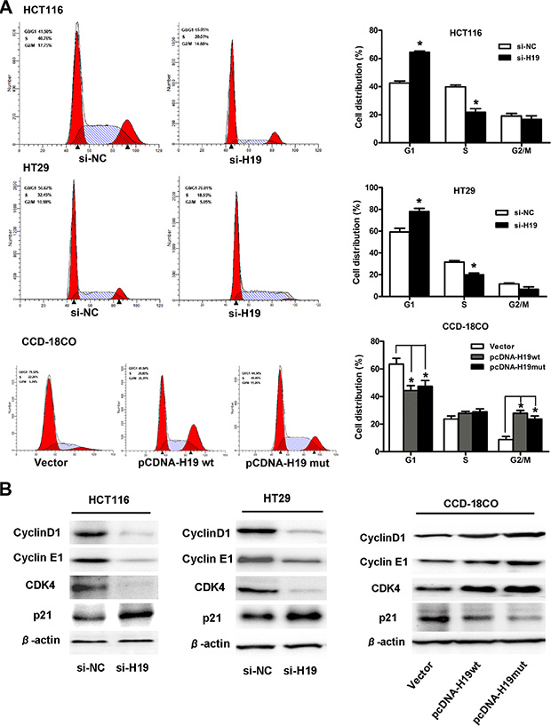 H19 promotes CRC cell proliferation by upregulating cell-cycle-regulatory genes and accelerating cell-cycle progression.