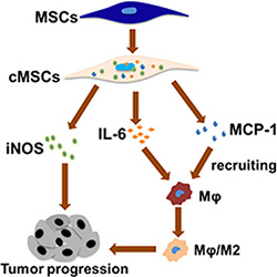 Proposed model depicted the interaction between macrophages and the MSCs in promoting tumor growth.