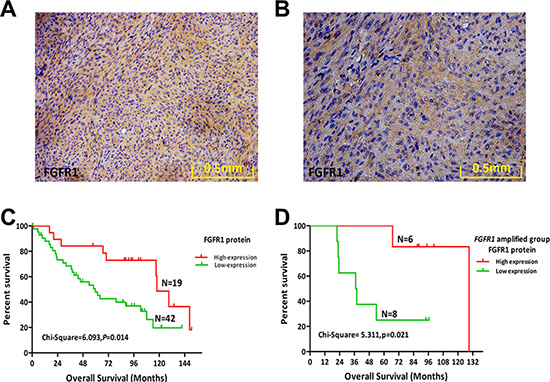 Protein expression levels of FGFR1 and its prognostic role in MPNST.