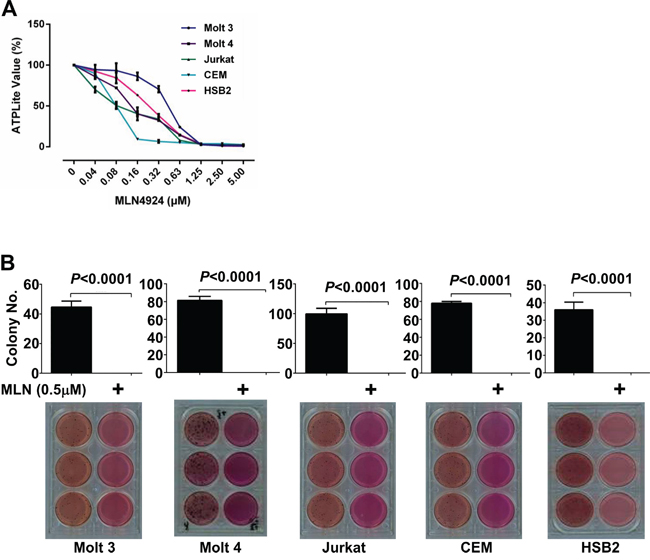 MLN4924 dose-dependently reduces the oncogenic growth of T-ALL cells in-vitro.