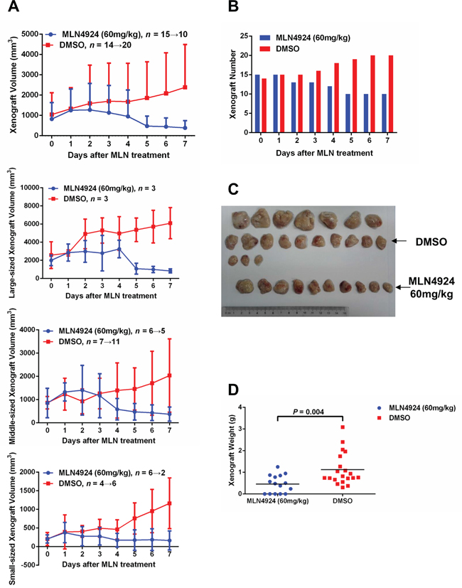 MLN4924 induces disease regression in an in-vivo xenograft model.