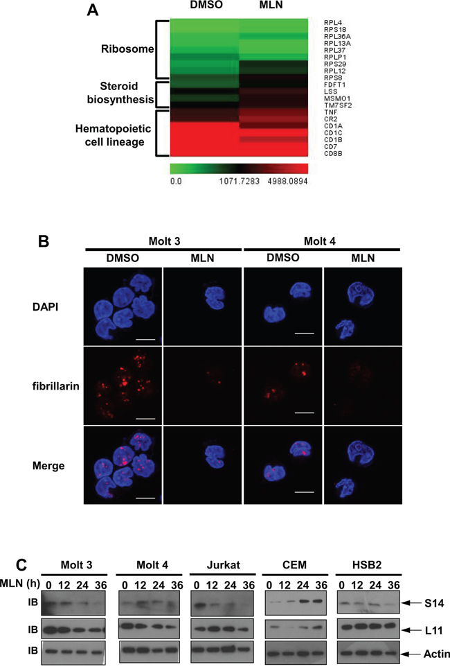 Transcriptional profiles of MLN4924-treated T-ALL cells.