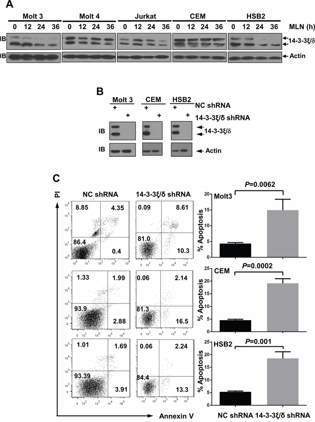 MLN4924 treatment reduces 14-3-3&#x03BE;&#x005C;&#x03B4; protein levels in T-ALL cells.