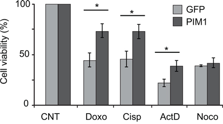 PIM1 overexpression causes reduced sensitivity to chemoterapeutic drugs.