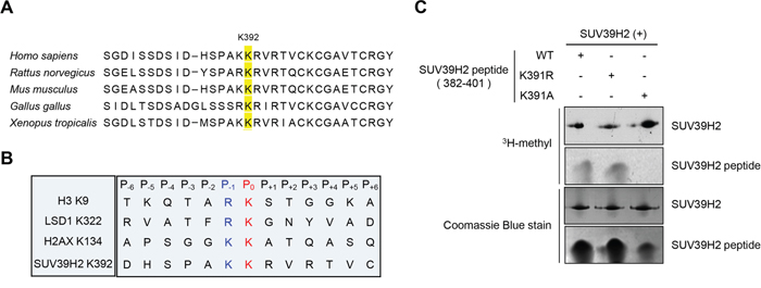 K/R-K sequence is important for SUV39H2-mediated methylation.