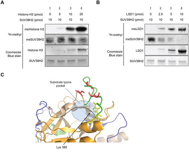 Automethylation of SUV39H2 and methylation of substrate proteins are exclusively correlated.