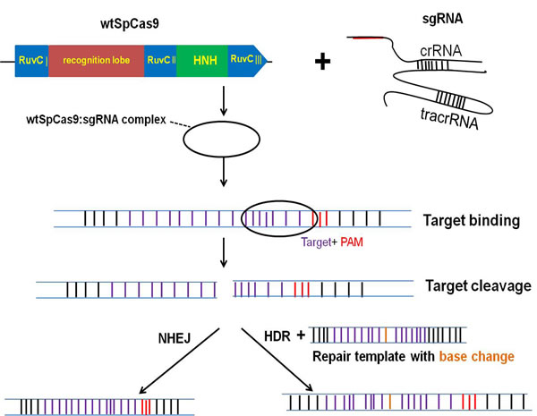 The CRISPR/Cas9 system for genome engineering.The CRISPR is composed of two major components including a CRISPR-associated endonuclease (Cas9) and a single guide RNA (sgRNA).