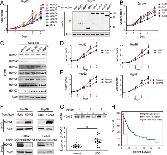 HDAC5 overexpression promotes HCC cell proliferation.