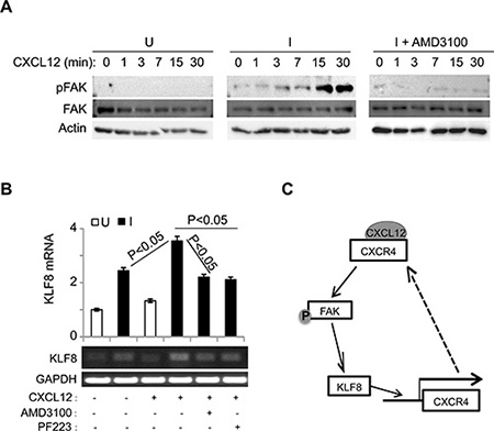The upregulation of CXCR4 by KLF8 leads to a feed-forward activation of FAK upstream of KLF8.
