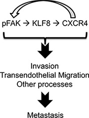 A model of role of the feed-forward signaling loop for metastasis.