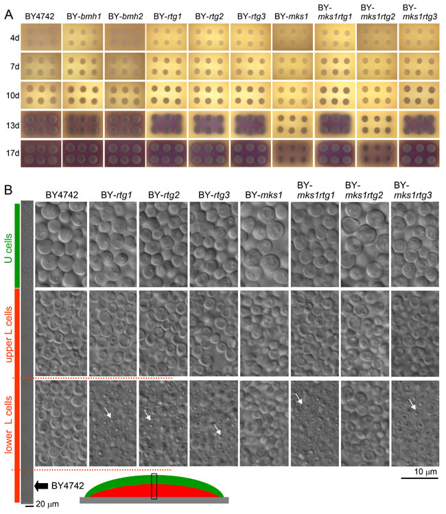 Development and differentiation of yeast colonies formed by wt and KO strains.