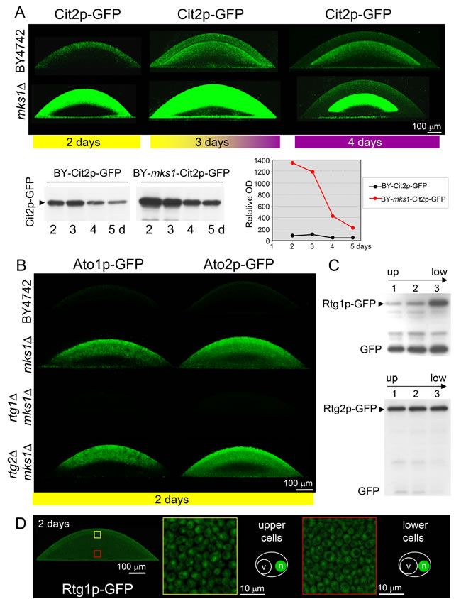 Effect of developmental phase on the production and localization of Ato1p, Ato2p, Cit2p, Rtg1p and Rtg2p in cells of colonies of different strains.