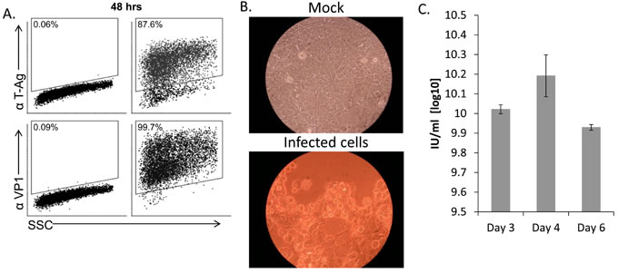 MCF7 cells support productive SV40 infection.