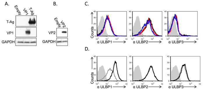 Induction of ULBP1 expression following large T-antigen expression.