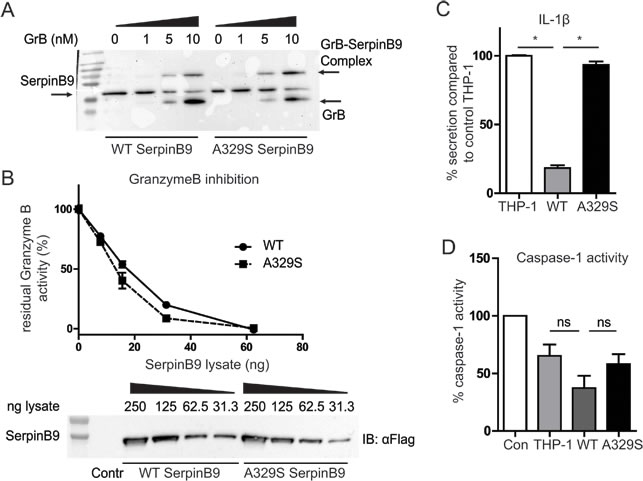 Inhibition of GrB and Caspase-1 by wild type and A329S serpinB9.
