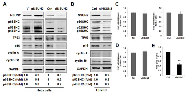 NSUN2 regulates SHC expression.