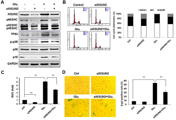 The NSUN2-mediated regulation of SHC impacts on high glucose-induced cellular senescence.