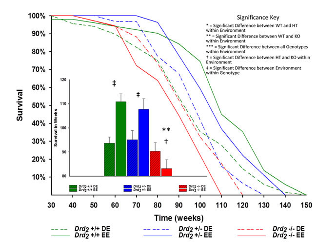Main - Kaplan-Meier survival curves of mice for genotype and environment.