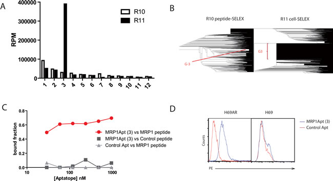 Selection and characterization of MRP1 aptamers.