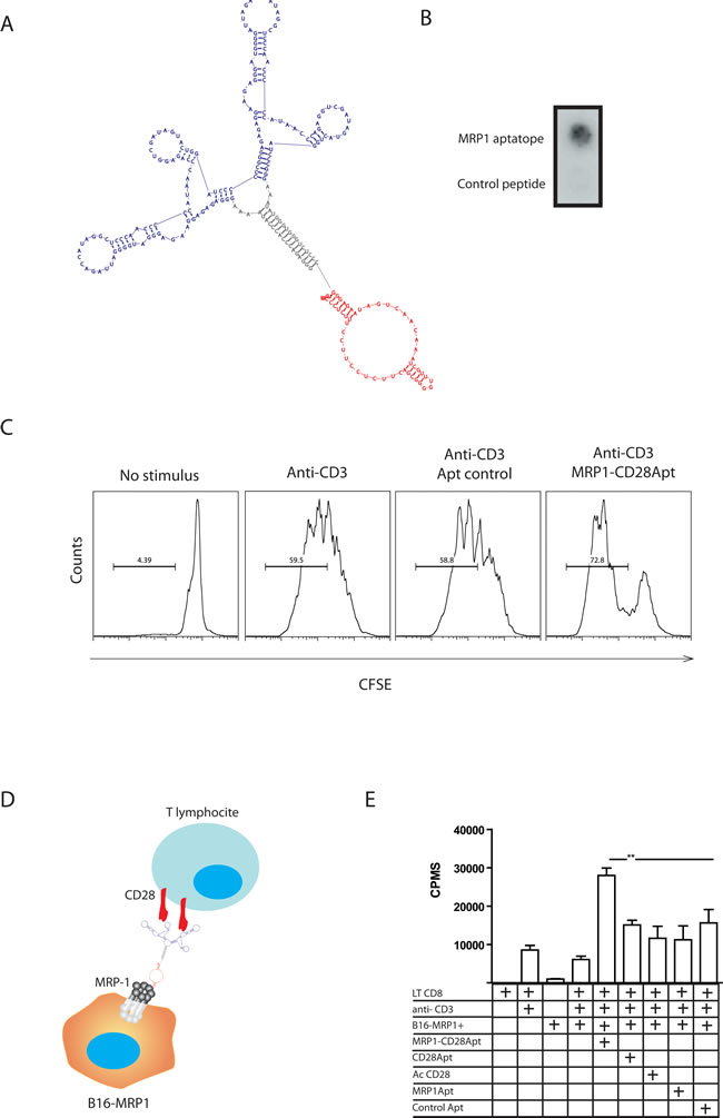 Characterization of MRP1-CD28 bi-specific aptamer.