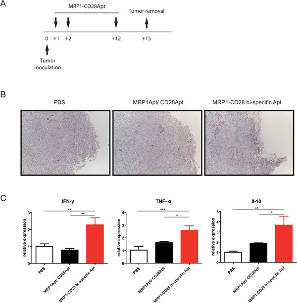 MRP1-CD28 bi-specific aptamer-elicited