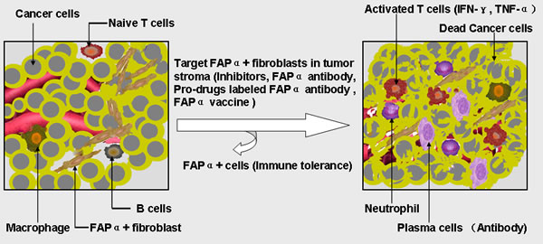 The diagram demonstrating the role of FAP &#x3b1; in immune suppression and the application of FAP &#x3b1;-targeted immunotherapy strategy.