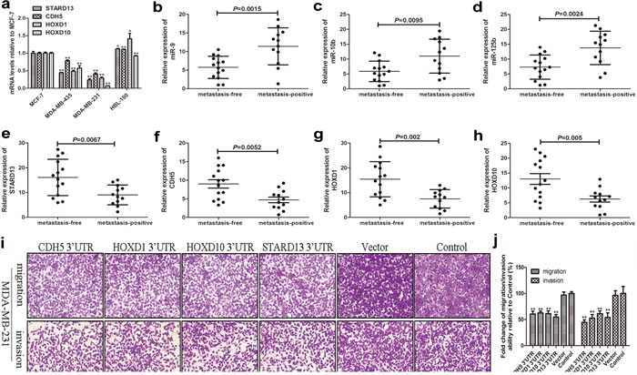 The effects of STARD13 and its ceRNAs on breast cancer metastasis
