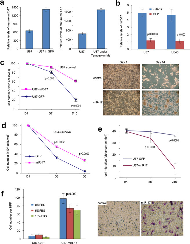 MiR-17 enhances glioblastoma cell survival, migration, and invasion.